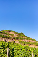 Weinanbau in Sachsen - Weinberg im Sommer