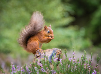 Red squirrel gathering food, County of Northumberland, England