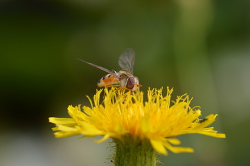 syrphe