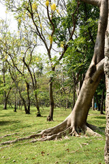 Obraz premium Cassia fistula