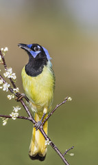 Green Jay perched on flowery branch eating white blossoms
