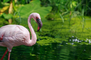 Egret standing in water.