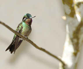 Purple-throated Mountain-gem Hummingbird, Costa Rica