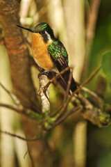 Gray-tailed Mountain-gem Hummingbird, Costa Rica