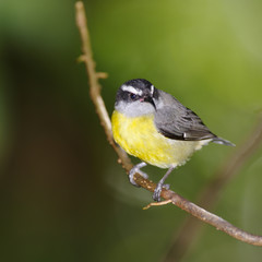 Bananaquit, Costa Rica