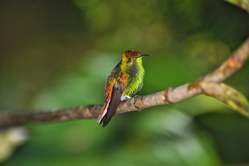 Hummingbird, Costa Rica