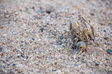 Bones of birds placed on the sand