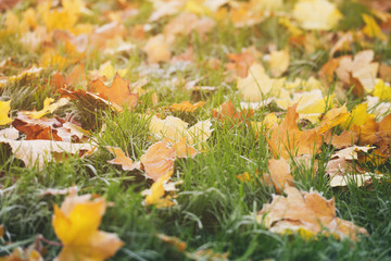 frosted fall leaves on the grass in the morning