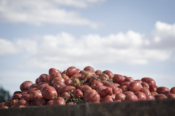 Cosecha, limpieza y selección de tomate en el campo. Cosechando tomate en el campo. Cosechadora...