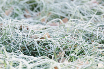 frosted fall leaves on the grass in the morning