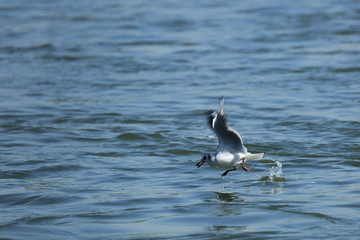 gull