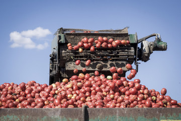 Cosecha, limpieza y selección de tomate en el campo. Cosechando tomate en el campo. Cosechadora...