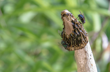 Eine Gemeine Stinkmorchel mit Fliegen