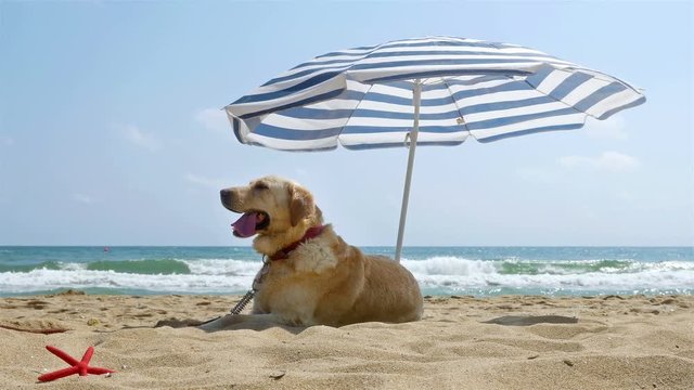 Dog sitting under parasol on the sea beach