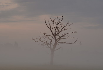 Naturlandschaft bei Sonnenaufgang und Nebel