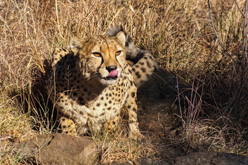 Namibia - Gepard beim Game Drive © rudiernst