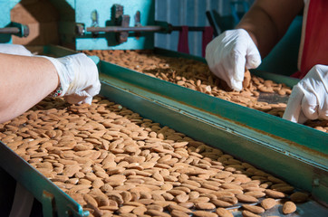 The working of almonds: manual phase of rejection of useless almonds 