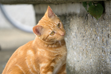 Fototapeta premium 猫 トラ猫