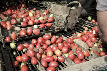 Cosecha, limpieza y selección de tomate en el campo. Cosechando tomate en el campo. Cosechadora...