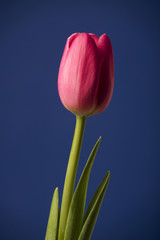 Tulip