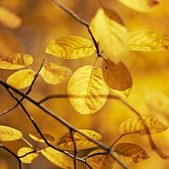 Autumnal nature background with colorful leaves