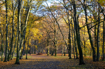 Naklejka premium Bäume im Herbst