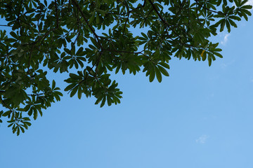 Photo of green leaves against clouds