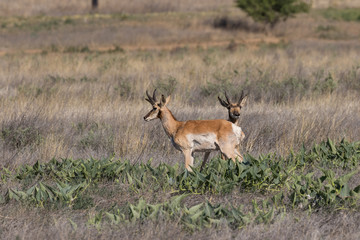 Naklejka na ściany i meble Pronghorn Antelope Bucks