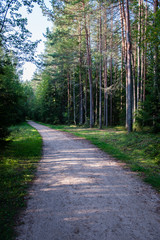 Fototapeta na wymiar sunny tourist trail in the woods in autumn