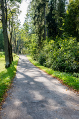 sunny tourist trail in the woods in autumn
