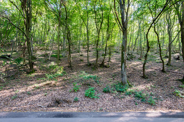 Fototapeta premium sunny tourist trail in the woods in autumn