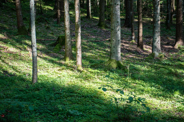 sunny tourist trail in the woods in autumn