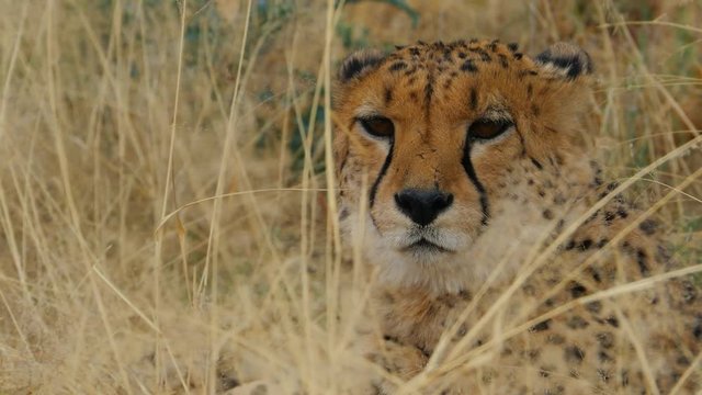portrait of cheetah in the bush looking into the camera close up 