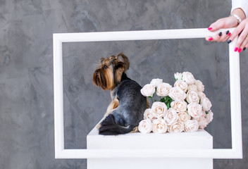 Closeup Portrait of yorkshire terrier dog with a bouquet  roses in  picture frame