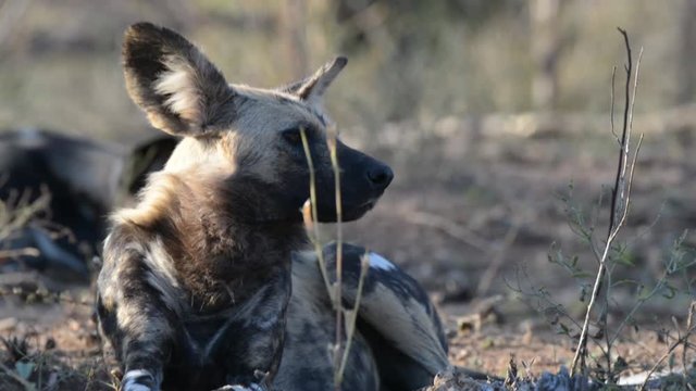 Close up and portrait of a cute Wild Dog. Wildlife Safari in Africa.