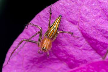 Lean lynx spider, Oxyopes macilentus (Family: Araneae, subfamily: Oxyopidea)