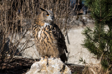 Uhu - Bubo bubo