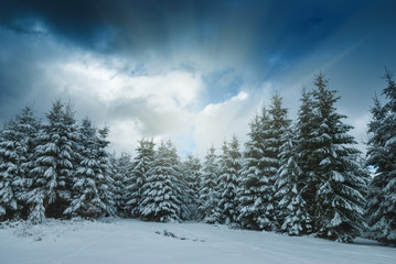 Winter picture