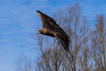 Steinadler - Aquila chrysaetos