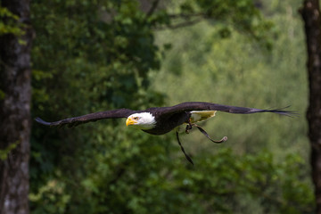Weißkopfseeadler - Haliaeetus leucocephalus
