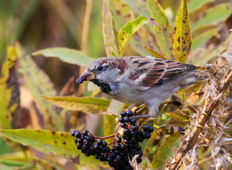 Naklejka premium House Sparrow, Passer domesticus