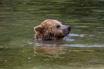 Braunbär - Ursus arctos