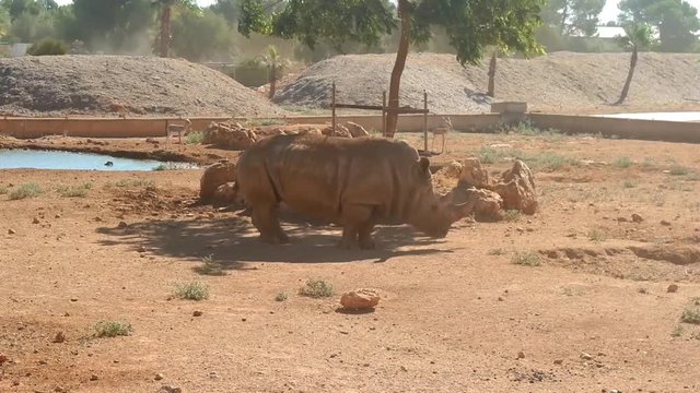rhinoceros  in national park safari mallorca