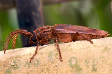 Pectinate Antenna Beetle, Brown Longhorn Beetle