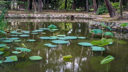 唐招提寺の蓮池