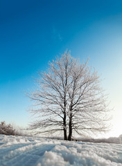 Frozen tree on winter field and blue sky.Toning image.