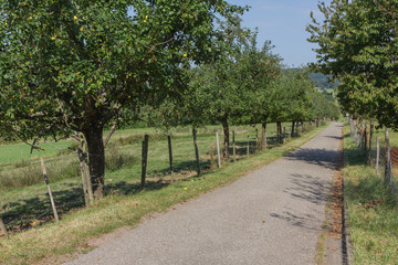 Fototapeta na wymiar Landwirtschaftsweg mit Obstbäumen