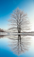 Naklejka na ściany i meble Frozen tree on winter field and blue sky.Toning image.