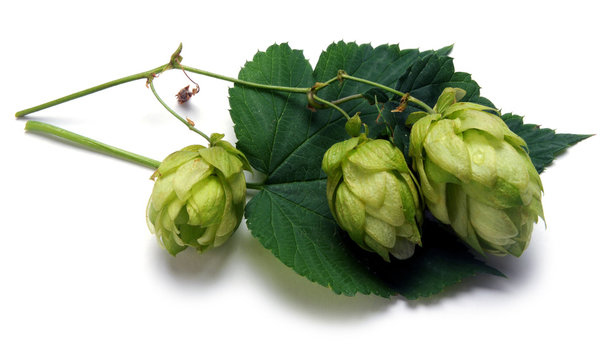 Humulus lupulus Hops Chmel ot&aacute;čiv&yacute; Hoa bia Luppolo Common 蛇麻 hop Almindelig Humle Houblon Echter Hopfen جنجل شائع L&uacute;pulo Գայլուկ սովորական 홉 Chmiel zwyczajny Hamei Хмель обыкновенный साधारण राज़क 