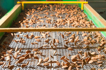 The process of almond selection and calibration in a carriage of a modern factory